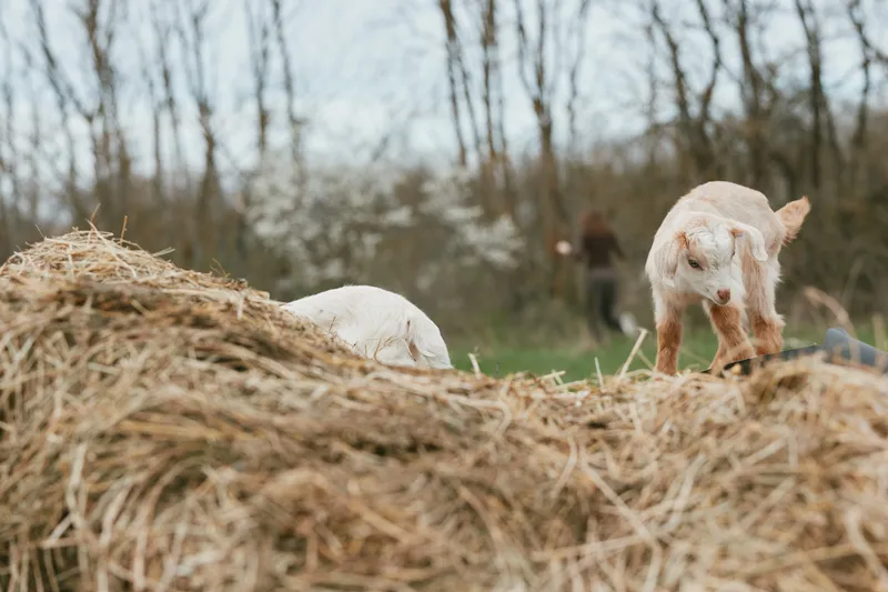 Goat and kid explore a rural farmyard with hay stacks, sunlight and a grassy pasture, capturing a candid lifestyle moment of farm life and animal curiosity in soft morning air and quiet rustic scenery