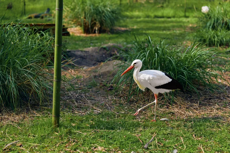 Stork bird walking on grass with long red beak and slender pink legs near bamboo pole in green park, white plumage and black wing feathers in a calm outdoor scene