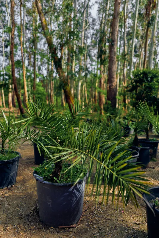 Palm potted nursery seedling plant sapling in a tree nursery with green foliage and soil, container-grown young palms in rows for gardening, landscaping, propagation and outdoor care.
