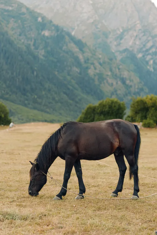Dark horse grazes in a sunlit meadow with distant mountains forming a dramatic natural backdrop, creating a peaceful rural scene and a quiet moment of countryside beauty.