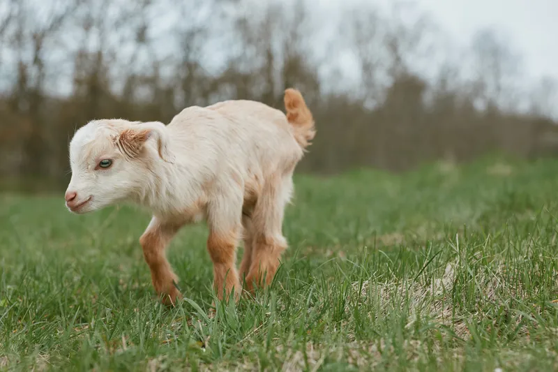 A young goat kid in a grassy field explores outdoors in a rural pasture, a tranquil farm scene showing nature, movement, and curious animal behavior.
