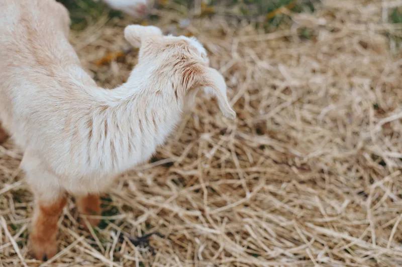 A young goat kid stands in straw on a rural farm, ears perked and tail flicking. The scene captures rural life, curiosity, and the quiet charm of countryside living with livestock.