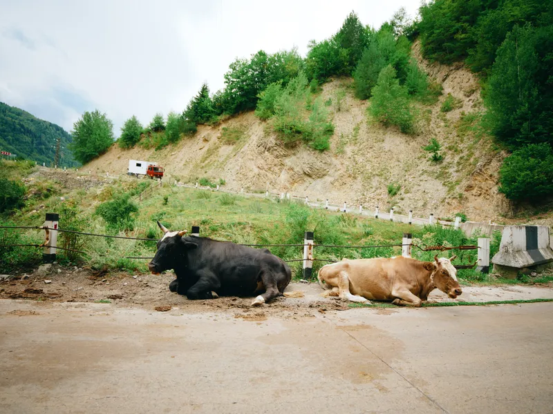 Cows resting on a dusty road in a rural hillside landscape, captured in a quiet countryside scene with animals at ease, showcasing nature, pasture, and outdoor wildlife in a peaceful moment
