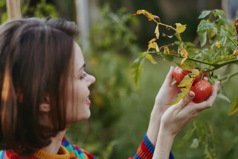 Woman picking a ripe tomato in a backyard garden, smiling and inspecting the heirloom fruit while wearing a multicolor striped sweater and casual outfit, cozy sustainable lifestyle portrait.