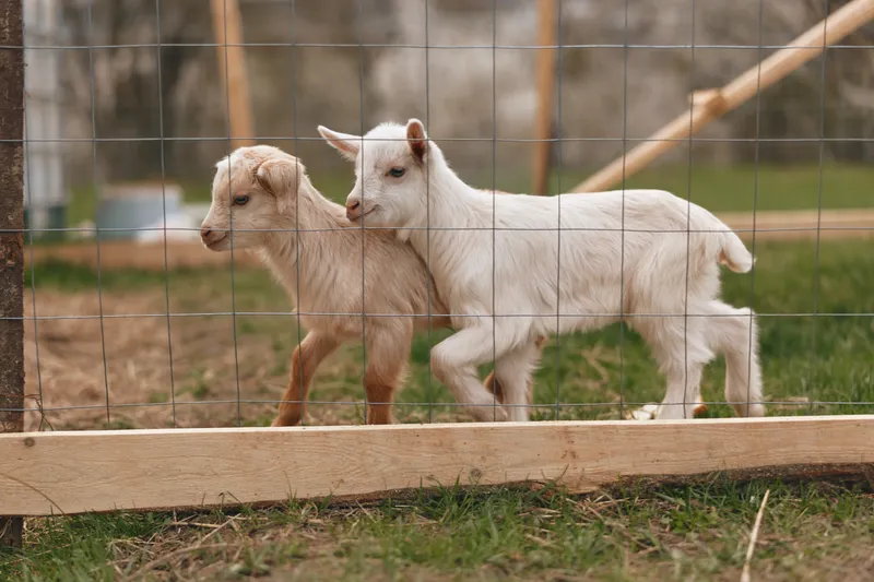 Two young goats walk closely together near a wooden fence on a grassy farm area, showing natural interaction and calm behavior in an outdoor lifestyle setting.