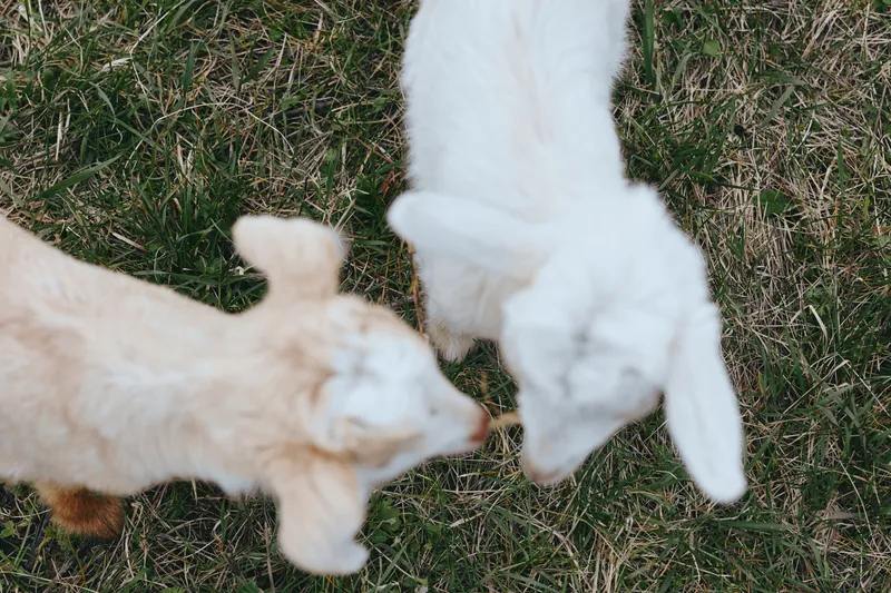 Two goats stand on grass, light beige kid and white kid face each other, friendly farm moment, outdoor lifestyle scene, curious livestock interaction in natural countryside, sunny day