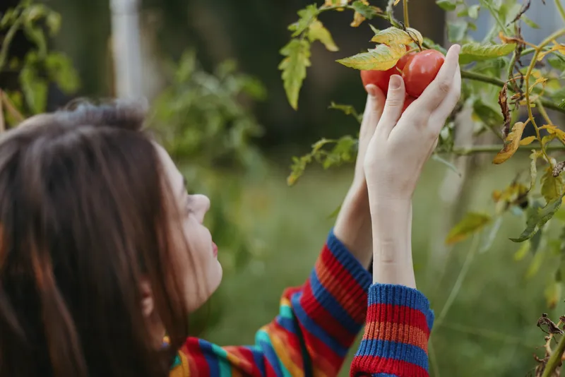 Woman hands picking ripe tomato in garden during harvest, fresh organic produce from backyard plant, home gardener in colorful sweater reaching for red fruit.