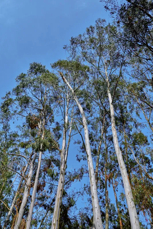 Trees eucalyptus forest canopy with tall trunks against clear blue sky, natural woodland scene with leaves and bark texture, vertical perspective and sunlight on branches.
