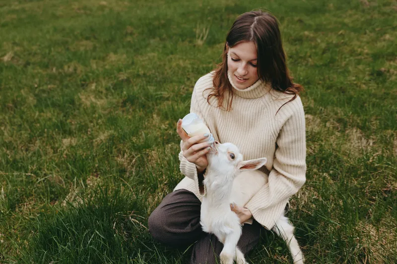 Caring woman feeds a baby goat in a sunny field, capturing a tender countryside moment with a gentle animal, warm sweater, and natural daylight. It conveys warmth, simplicity, and care.