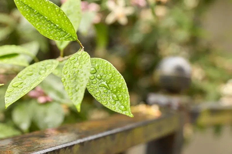 Close up of rain droplets on fresh green leaves in a garden, reflective surface and blurred background, natural textures, serene outdoor scene, lifestyle moment outdoors