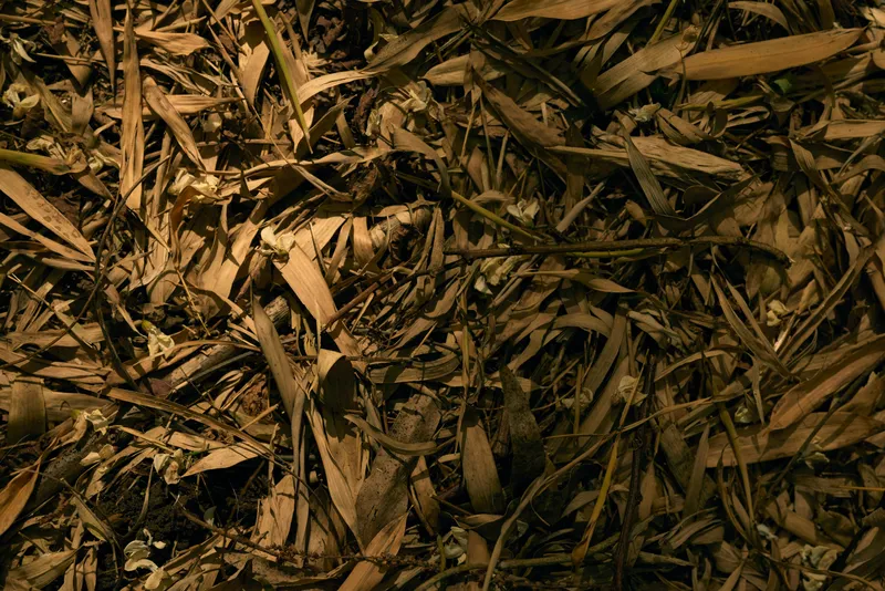 Leaves dry mulch ground texture foliage brown nature, close-up of scattered dried leaves and wood chips on forest floor, organic debris with warm low light and rich earthy detail