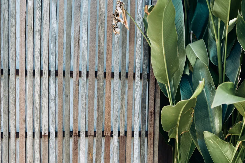 Wood fence slats beside leaves in an outdoor scene, highlighting green texture and rustic mood, with natural contrast between weathered backdrop and fresh foliage in a simple garden setting.