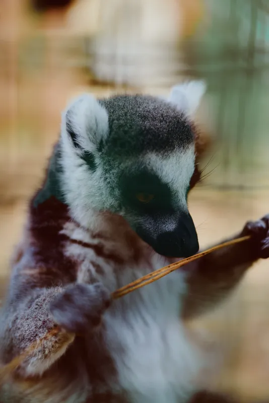 lemur primate animal wildlife portrait closeup of a ringtailed lemur holding a branch, detailed fur texture and expressive eyes with soft bokeh background in an enclosure