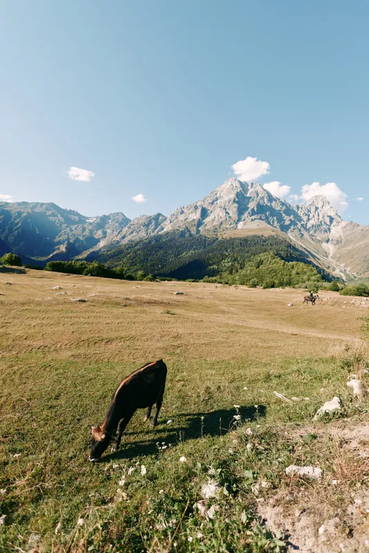 Cow grazing meadow mountain landscape pasture alpine sky field nature under clear blue sky with distant rocky peaks and sunlight, rural scenery and peaceful outdoor farming scene