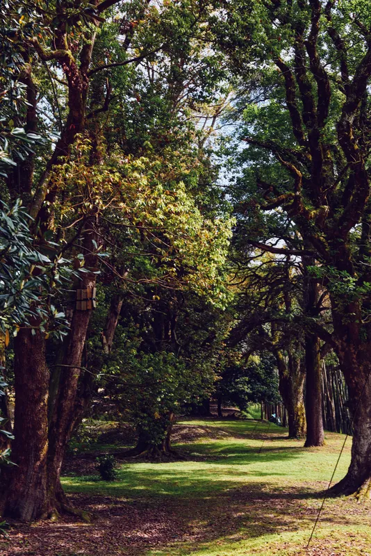 Forest trees path greenery sunlight nature in a peaceful woodland scene with towering trunks, dappled canopy and grassy trail. Serene outdoor landscape ideal for walking and relaxation.