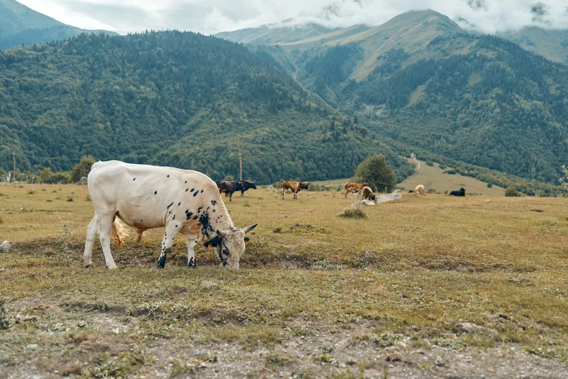 A cow grazes in a wide pasture with distant mountains, cattle peacefully feeding in a tranquil countryside landscape, capturing a rustic rural scene and natural countryside charm