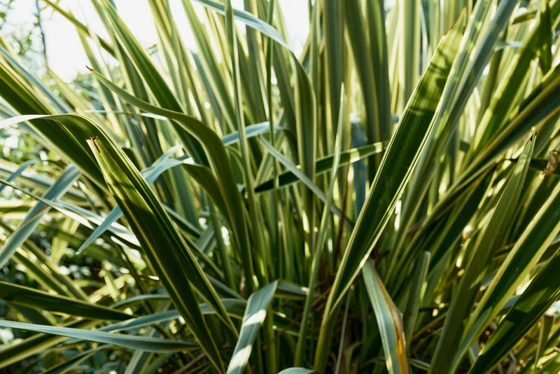 Closeup of spiky green leaves bathed in sunlight, lush foliage texture for garden decor, landscaping and outdoor plant care visuals, vibrant natural greenery