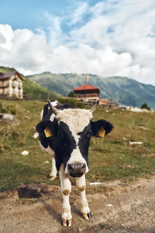 Cow in a rural meadow on a farm stands close and curious, with distant barn structures, hills and a bright sky creating a peaceful countryside scene