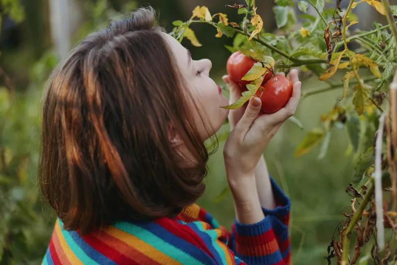 young woman, tomato harvest, striped sweater, gardening, smelling tomato, backyard garden: 25-year-old brunette smiling and leaning to pick ripe red tomatoes in a rural organic garden, casual