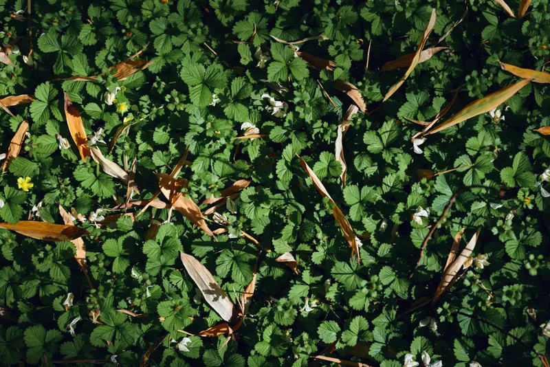 clover groundcover green leaves foliage nature plants texture with scattered dry brown fallen leaves on shaded forest floor, closeup top view showing dense low vegetation and natural detail