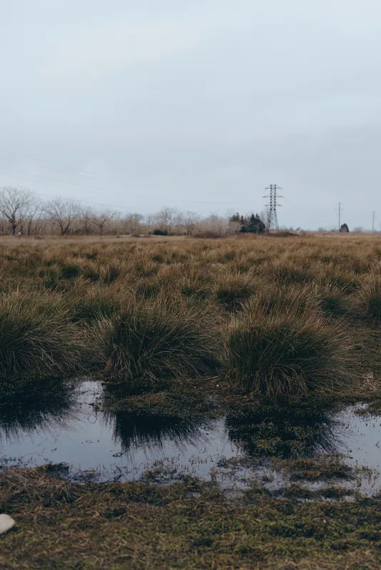 Quiet wetland marsh landscape, dense reeds with shallow water pools, rural field under an overcast sky, winter grasses and soft haze, lifestyle nature mood for environment concept