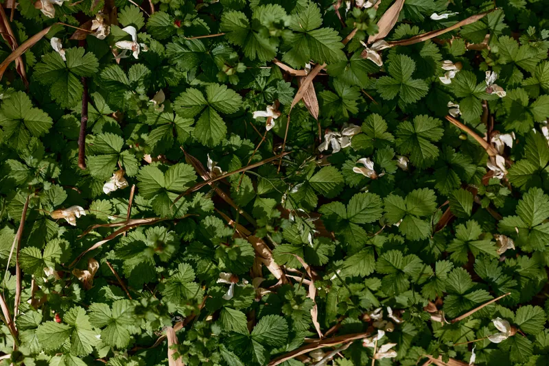 Groundcover leaves and foliage of wild strawberry plants with small white flowers and green growth, closeup nature scene showing dense vegetation, scattered dry leaves and textured forest floor.