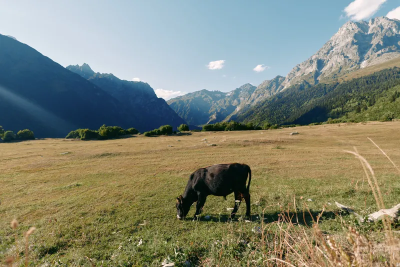 Cow grazing in a sunlit meadow valley with alpine mountains in the background, pastoral pasture landscape and green grass. Lone cattle feeding under clear blue sky, peaceful nature.