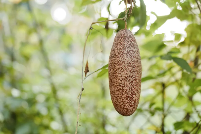 Hanging fruit, patterned fruit, tropical outdoor, closeup, ripe, vine: closeup of a mature elongated patterned fruit hanging from vine in lush green tropical garden, botanical study mood