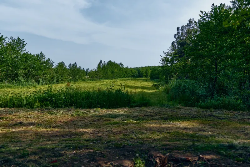 Meadow field grass trees landscape nature: sunlit grassy clearing with mixed trees and open meadow under blue sky, rural pasture and green vegetation in a peaceful countryside scene.