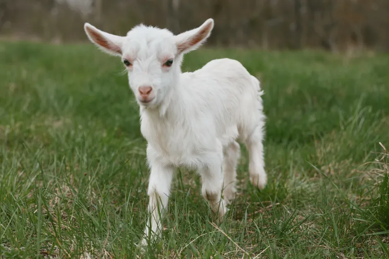 Goat kid explores a sunlit meadow, curious and playful, amid green grass and open pasture, capturing a simple rural lifestyle moment with natural colors and fresh air