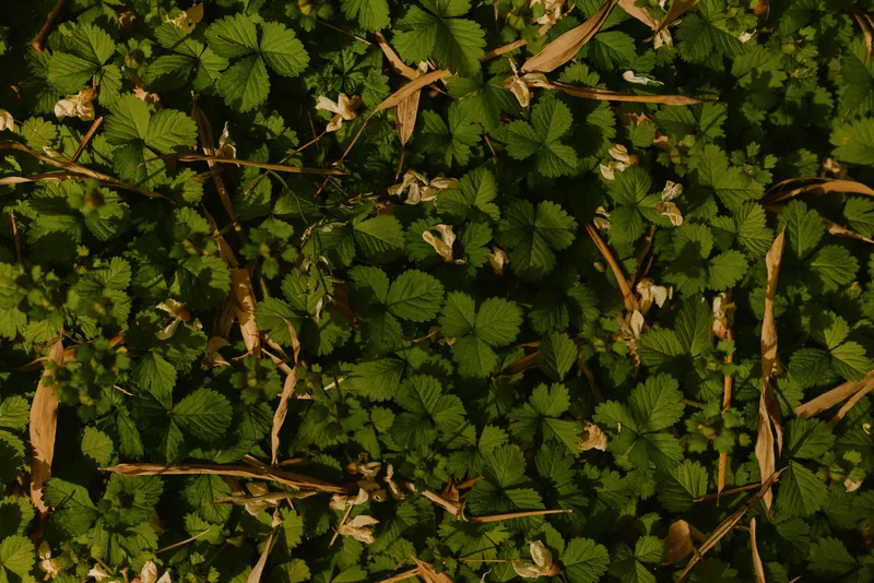 Groundcover leaves green foliage plants undergrowth forest nature detailed closeup of small serrated wild strawberry leaves with dried twigs and tiny white flowers in sunlight