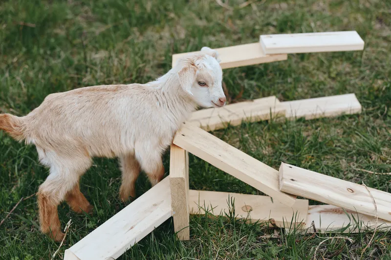 Young baby goat explores wooden planks on green grass in a peaceful outdoor setting, showing natural curiosity and gentle posture in soft daylight.