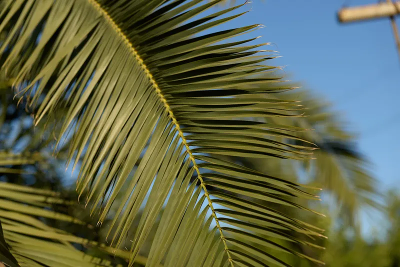 Green palm leaf detailed close-up with clear blue sky background, tropical nature scene during sunny day, vibrant outdoor foliage.