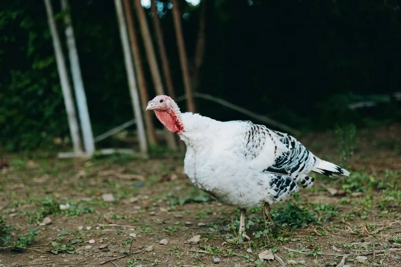 turkey domestic turkey poultry farm bird walking adult turkey on dirt and grass in backyard scene, white plumage with black markings and red wattle, alert curious stance in rural agriculture setting