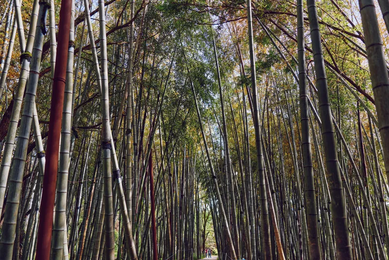 Bamboo forest pathway under a tall canopy of trees with dappled sunlight, green stalks and mossy trunks creating a tranquil nature scene ideal for walking and quiet reflection.