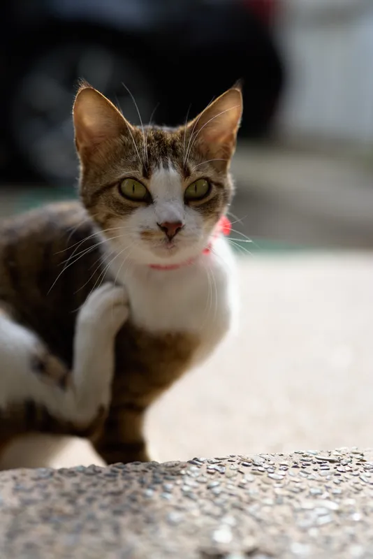 Closeup of a curious tabby cat with green eyes and pink collar, sitting on a sunlit pavement, looking at the camera, urban pet portrait in bright daytime light