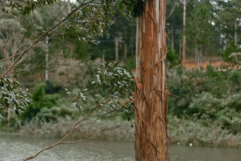 A beautiful natural landscape featuring a textured tree trunk beside a serene river, with lush greenery and soft pastel colors that evoke calmness and tranquility