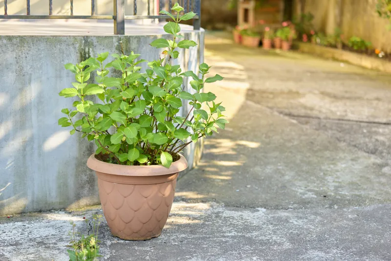 A potted plant sits on a sunlit concrete patio beside a railing, offering a calm, everyday outdoor scene focused on home life and natural simplicity