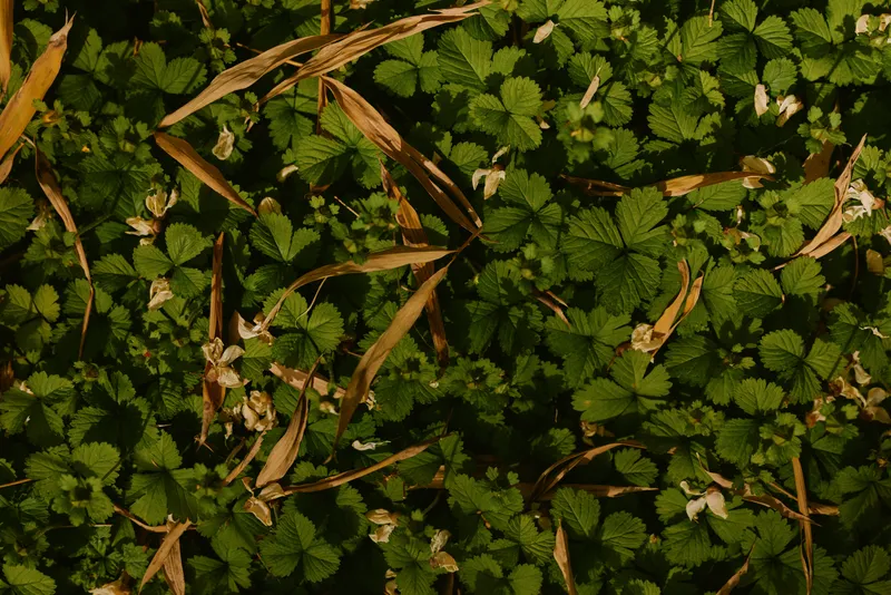 Leaves green ground plants foliage flowers grass cover a forest floor with small white blossoms and dried brown blades, natural low light texture for nature background.