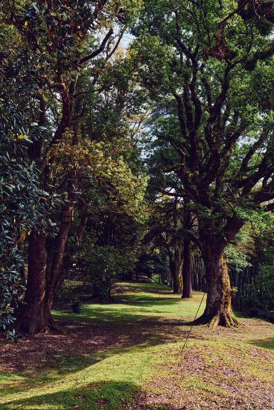 Trees in a sunlit forest with a winding path through green grass under a leafy canopy, serene park nature scene with dappled sunlight, peaceful walk and shaded clearing.