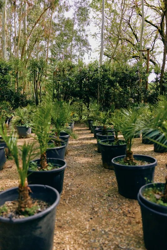 Potted palm seedlings in a nursery arranged in neat rows on a gravel path, young plants in black containers for garden propagation, outdoor horticulture and plant cultivation.