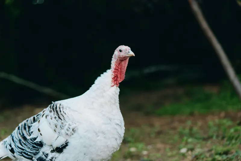 Turkey, white turkey, domestic turkey, adult turkey, red wattle, outdoor, free range — adult white turkey with red wattle standing alert on grassy pasture, curious expression, farm lifestyle.