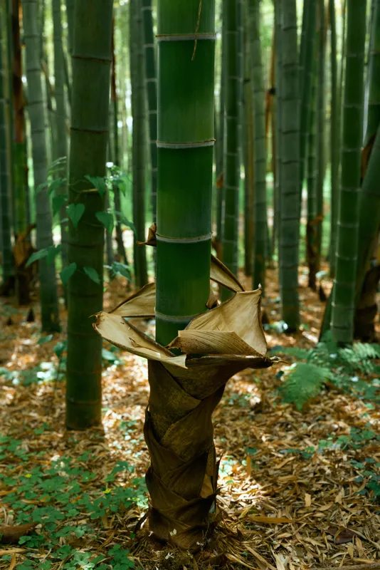 Bamboo forest grove with tall green stalks and a new shoot emerging from trunk, nature scene showing dense vegetation, stem texture and serene understory in dappled sunlight.