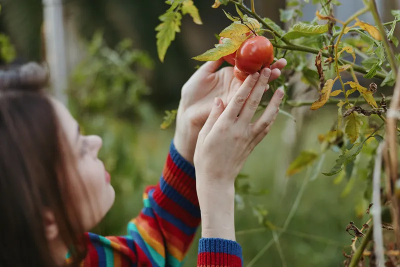 Woman in her 20s, smiling and focused, hands gently picking ripe tomato in backyard gardening scene, wearing colorful striped sweater, autumn harvest lifestyle and organic produce.