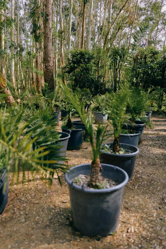 Potted palms in a nursery with young seedlings in black containers, plants arranged in rows on a gravel path, garden setting among trees with dappled sunlight outdoors.