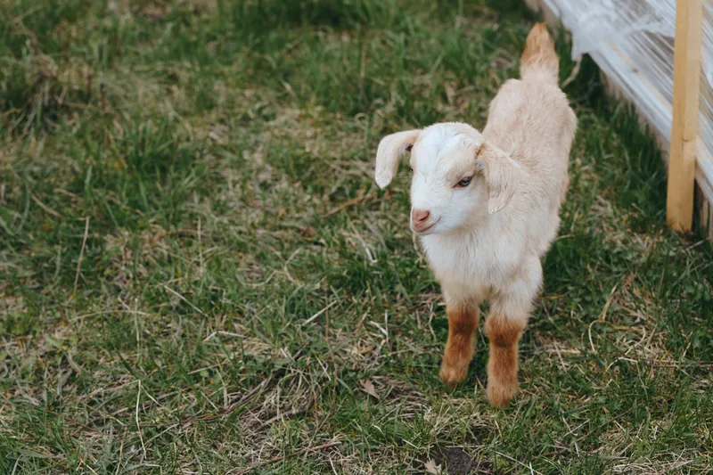 Goat kid standing in a grassy yard near a wooden fence, curious expression in soft sunlight, bright. Rural lifestyle with farm animals, outdoor exploration, and wholesome countryside mood.