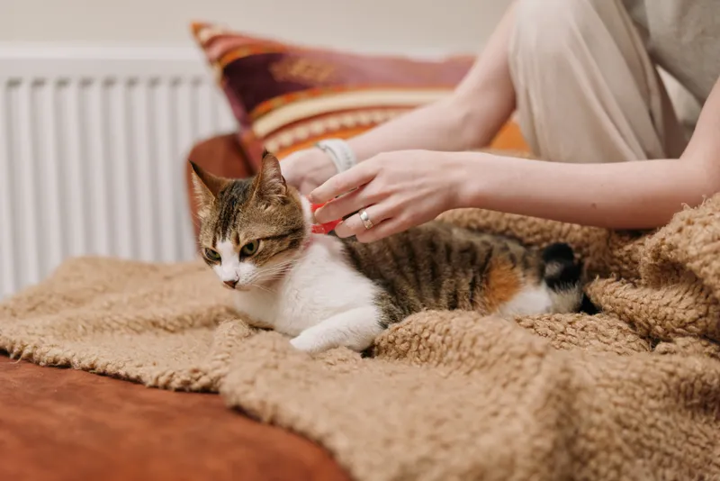 Woman lifestyle on sofa with cozy beige blanket, tabby cat lying calmly as woman gently pets fur with caring hands, warm home interior, close up comfort, soft daylight and soft texture