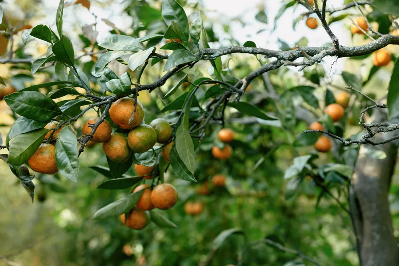 Fruits on a tree branch with vibrant orange orbs among green leaves, ripening in a sunlit orchard, showcasing natural produce and a bucolic seasonal harvest scene