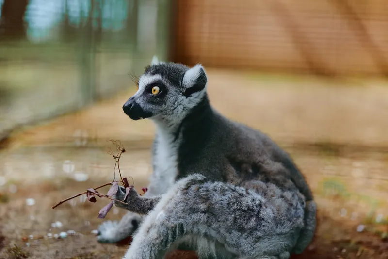 Lemur primate animal wildlife sitting zoo closeup fur eyes portrait in enclosure, a curious alert mammal with striped tail on branch showing texture and expressive gaze in natural pose.