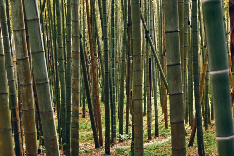 bamboo forest grove trunks stalks green scene with dense vertical bamboo trunks in a peaceful woodland, soft sunlight filtering through leaves, mossy ground and tranquil natural atmosphere.